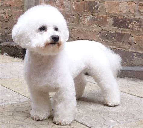 Pin on Bichon Frise