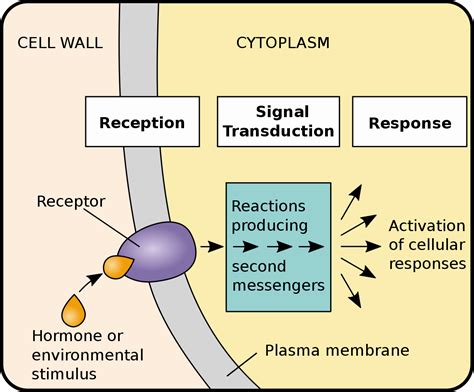 11 Extraordinary Facts About Signal Transduction Pathways - Facts.net