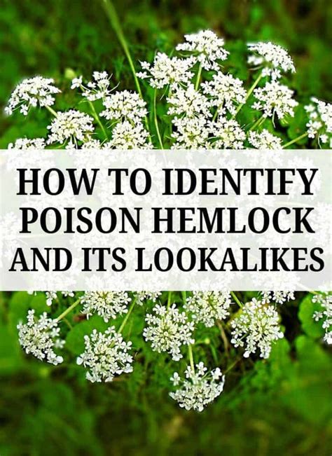 white flowers with the words how to identify poison hemlock and its look alikes