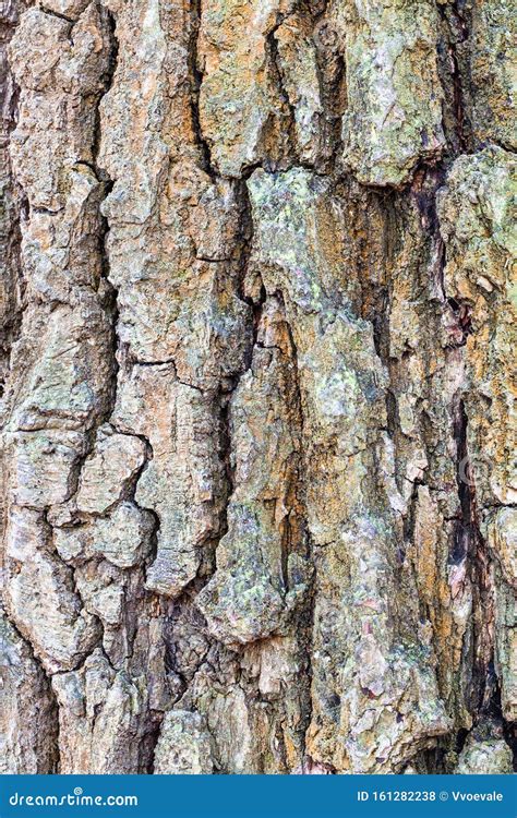 Wrinkly Bark on Old Trunk of Oak Tree Close Up Stock Photo - Image of grooved, natural: 161282238