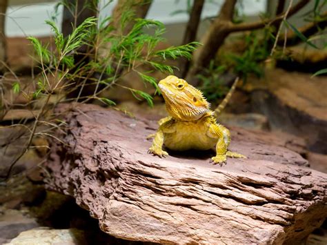 How to Setup A Bearded Dragon Habitat » Step-by-Step