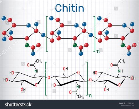 Chitin Molecule Structural Chemical Formula Molecule Stock Vector (Royalty Free) 1197261649 ...