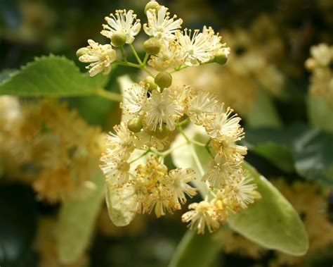 무료 이미지 : 린든, 나무, 개화, 건강, 꽃차례, 여름, 꽃 피는 식물, 우디 식물, Lemon myrtle, common ...