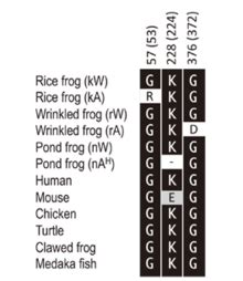 Tyrosinase - Wikipedia