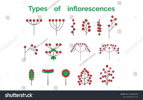 Spike Inflorescence: Over 222 Royalty-Free Licensable Stock Vectors & Vector Art | Shutterstock