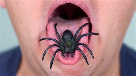 SPIDER IN MOUTH! | Spider, Creepy pictures, Spider bites