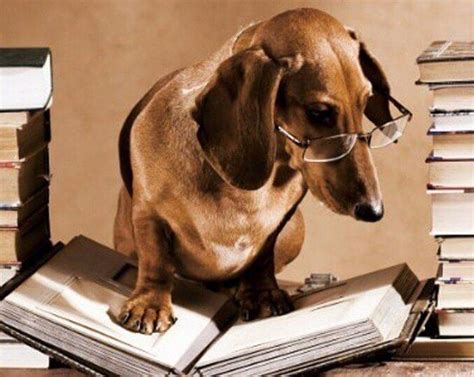 Animals Dog With Glasses Reading A Book - Beautiful Cheap Diamond ...