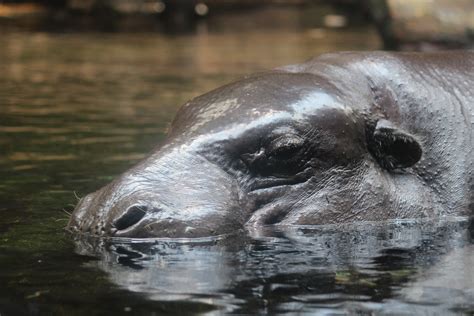 Hippopotamus Amphibius | Hippo swimming at Singapore Zoo. | Flickr