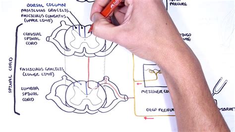 Sensory Tracts - Dorsal Column (Medial lemniscus) Pathway - Medical Discover