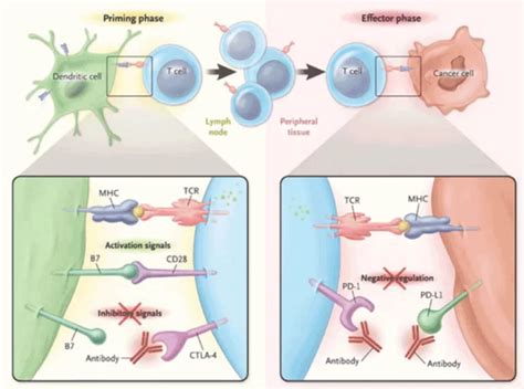 Pembrolizumab binding action to the PD-1 Receptor - Donald Poon and Associates