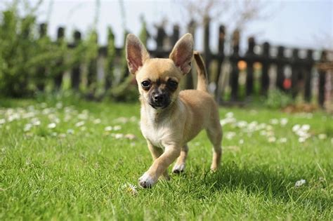 Chihuahua Terrier Mix - Complete Guide 2023 - Canine HQ