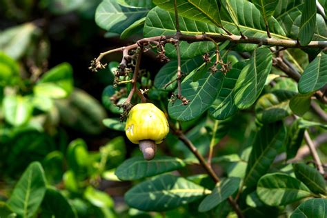 Cashew Fruit on Tree · Free Stock Photo