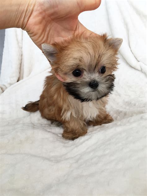 Teacup Morkie Caramel Puppy!! male - iHeartTeacups