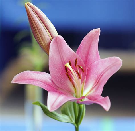 Pink Lily Free Stock Photo - Public Domain Pictures