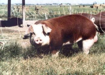 Hereford pig - Alchetron, The Free Social Encyclopedia