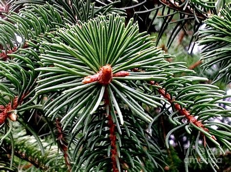 Pine Tree Needles Photograph by Debra Lynch - Fine Art America