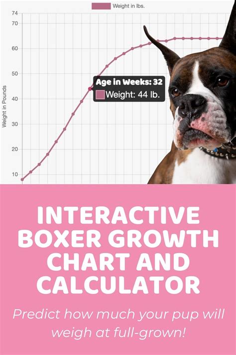 Interactive Boxer Growth Chart and Calculator - Puppy Weight Calculator