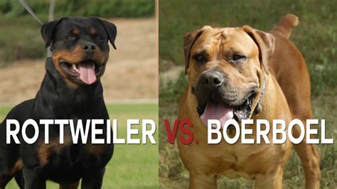 ROTTWIELER VS BOERBOEL - A BATTLE OF BIG DOGS | FunnyDog.TV