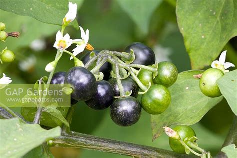 Solanum nigrum - Bla... stock photo by FhF Greenmedia, Image: 0116147