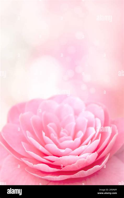 Pink camellia flower on the blurred vertical background Stock Photo - Alamy