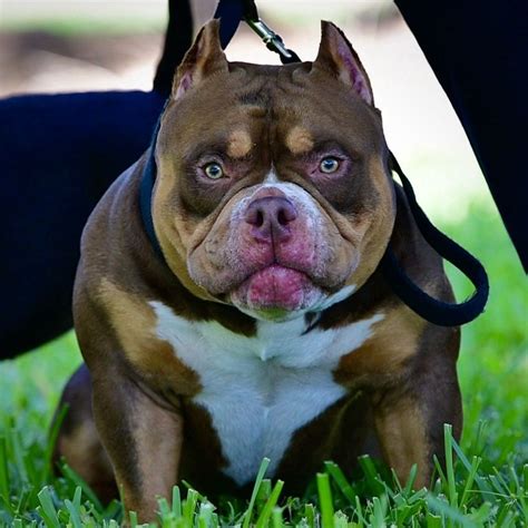 THE EXTREME POCKET BULLY PUPPIES OF VENOMLINE- AMERICAN BULLY BREEDERS | American bully, Pocket ...