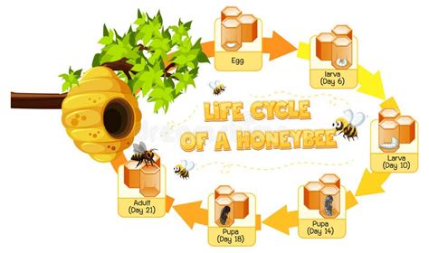 Bee Life Cycle Stock Illustrations – 86 Bee Life Cycle Stock Illustrations, Vectors & Clipart ...