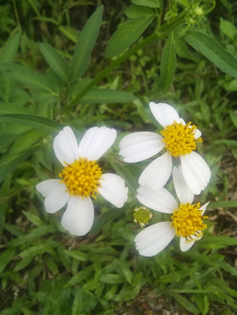 Plants found in Singapore: Bidens alba