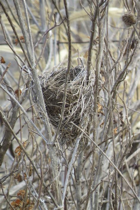 Greenbow: Red-winged Blackbird Nest in Teasel