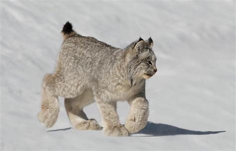 🔥 Big Paws Kitty | Majestic Lynx in the Snow : NatureIsFuckingLit