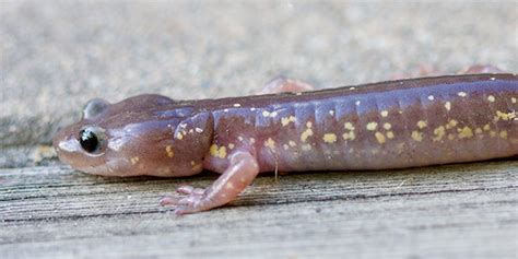 Arboreal Salamander | National Wildlife Federation