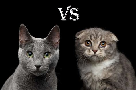 Russian Blue VS Scottish Fold Cats: Which One? – monsieurtn