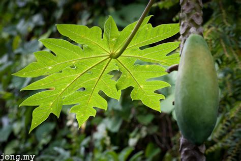 Papaya Leaf | Technology & Habuk