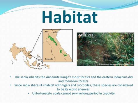 8 mejores imágenes de Saola | habitat, animales raros, especies en ...