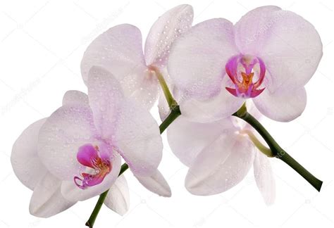 Light pink orchids with drops on white — Stock Photo © Dr.PAS #24180987