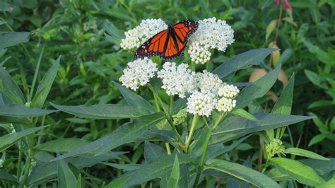 Monarch on white milkweed | Milkweed, Plants, Flowers