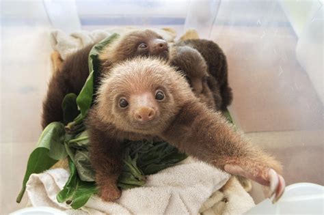 sloth obsession: one day on Pinterest | Baby Sloth, Baby and Cute Bab…