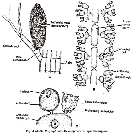 Polysiphonia ~ Detailed Information | Photos | Videos