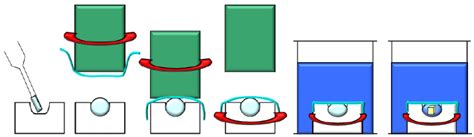 Microdialysis method. The droplet of protein solution is placed in a ...