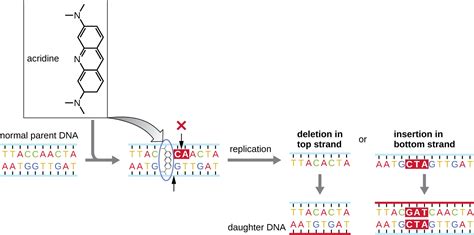 Mutations · Microbiology