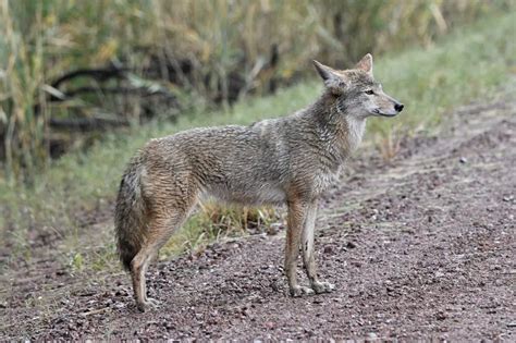 Coyote Sounds (With Video)