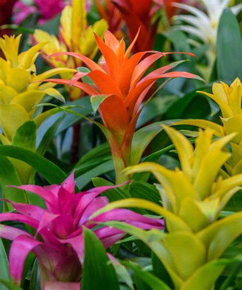 Bromeliad | Guzmania - Leona Stone & Building Supply Ltd.