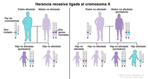 Herencia Ligada Al Cromosoma - Dinami