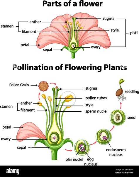 Diagram of pollination of flowering plants illustration Stock Vector Image & Art - Alamy