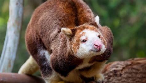 Tree kangaroo | San Diego Zoo Wildlife Explorers