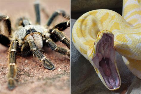 Science confirms spiders and snakes are innately terrifying