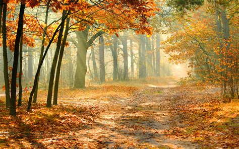 Pin by Bert Koning on Herst | Autumn forest, Photo canvas art ...