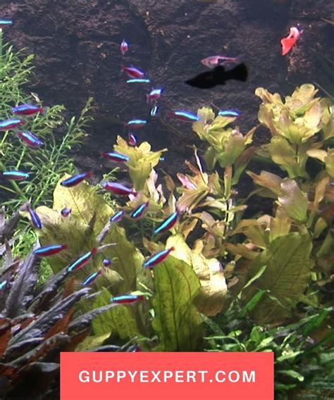 Guppy Fish Tank Mates [Video] | Guppy fish, Fish tank, Fish tank plants