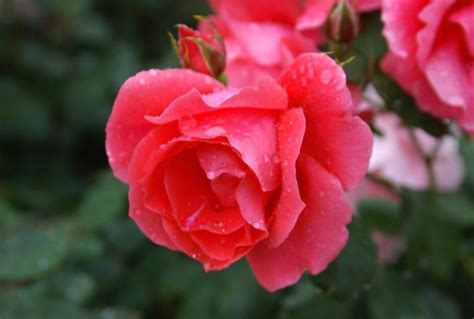 15 Best Varieties of Grandiflora Roses - Best Landscape Ideas