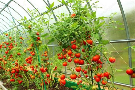 Red tomatoes in a greenhouse — Stock Photo © Kingan77 #14202787