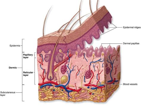 The uppermost region of the dermis consists of finger-like extensions called dermal papillae ...